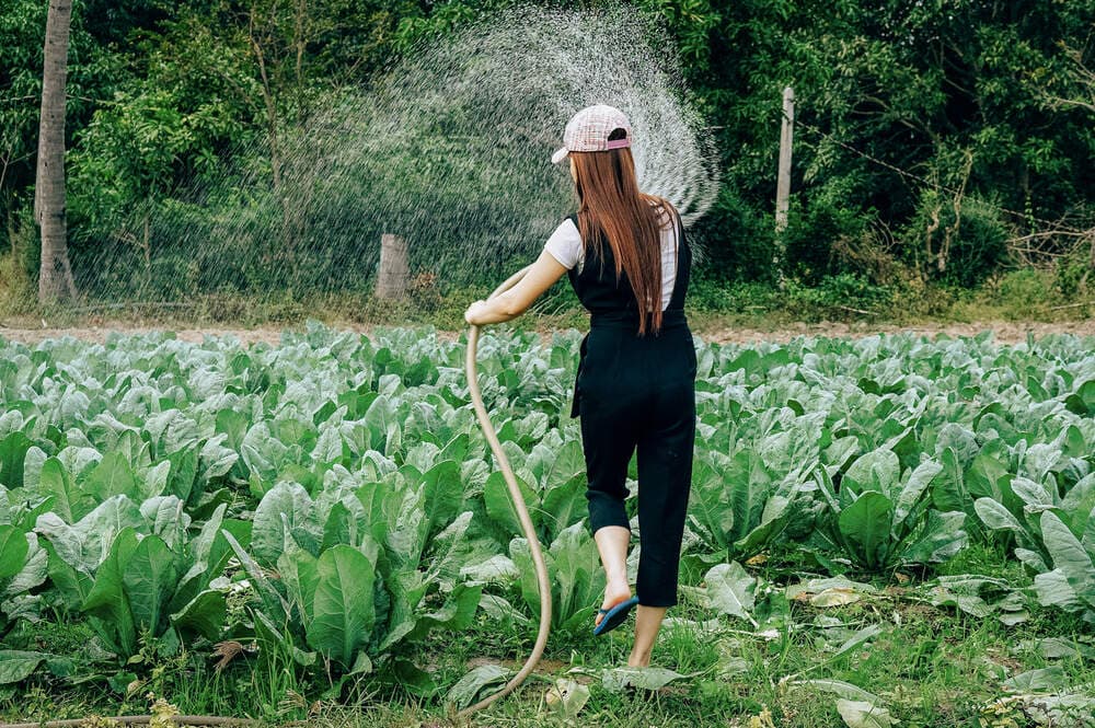 Woman watering field
